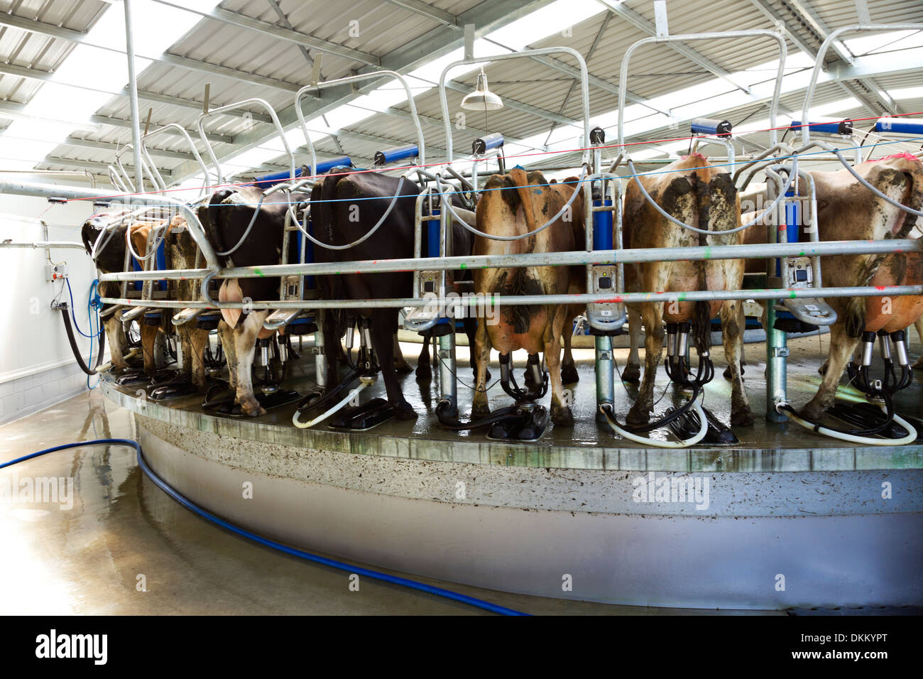 WHL-Dairy-Farm